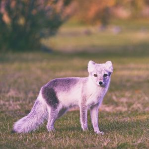 Preview wallpaper polar fox, grass, walk