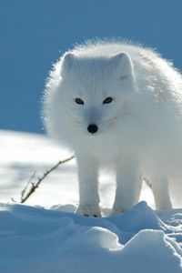 Preview wallpaper polar fox, snow, walk, danger, caution