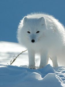 Preview wallpaper polar fox, snow, walk, danger, caution