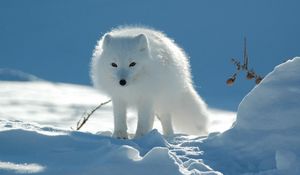 Preview wallpaper polar fox, snow, walk, danger, caution