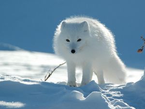 Preview wallpaper polar fox, snow, walk, danger, caution