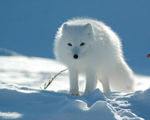 Preview wallpaper polar fox, snow, walk, danger, caution