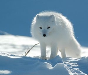 Preview wallpaper polar fox, snow, walk, danger, caution