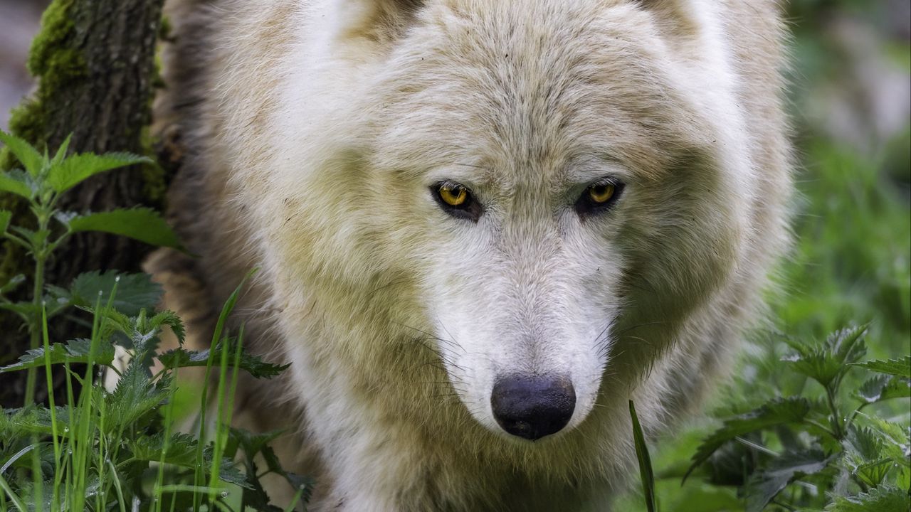 Wallpaper polar wolf, movement, predator, grass