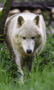 Preview wallpaper polar wolf, movement, predator, grass