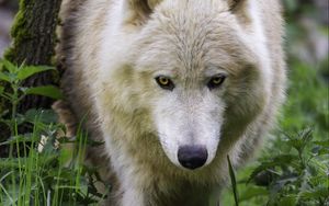 Preview wallpaper polar wolf, movement, predator, grass