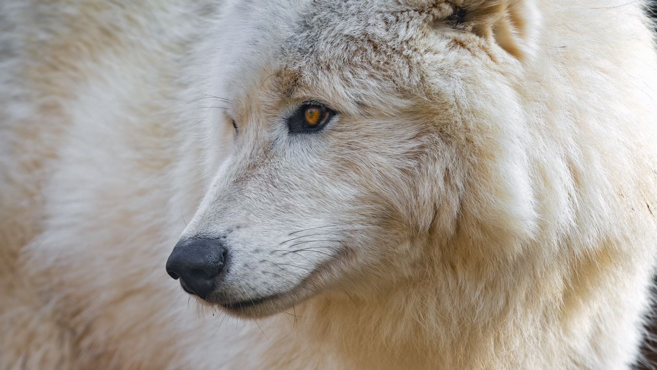 Wallpaper polar wolf, white wolf, wolf, predator, wild