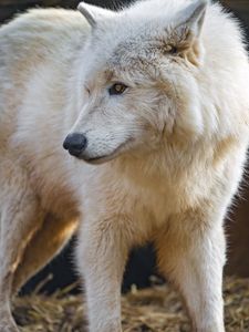 Preview wallpaper polar wolf, white wolf, wolf, predator, wild