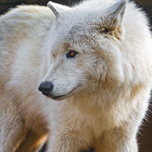 Preview wallpaper polar wolf, white wolf, wolf, predator, wild