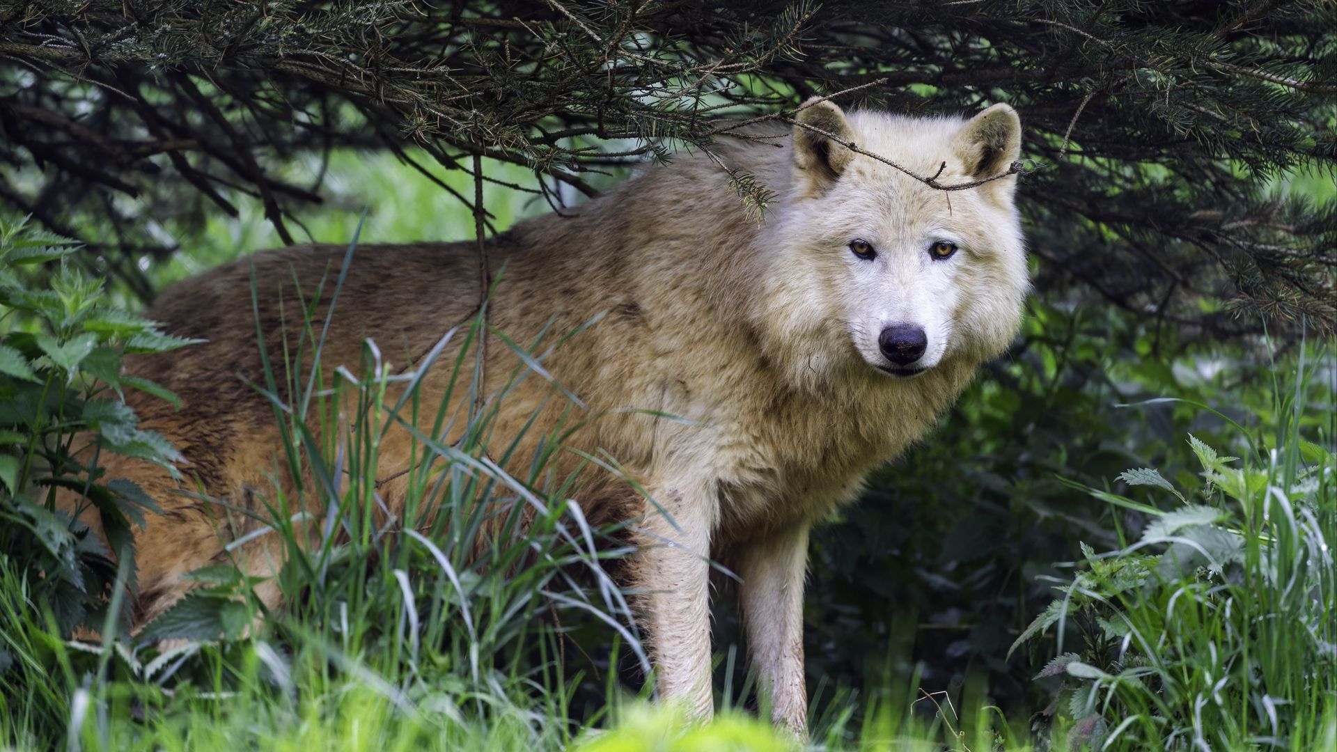 Download wallpaper 1920x1080 polar wolf, wolf, predator, wildlife ...