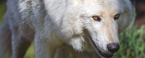 Preview wallpaper polar wolf, wolf, predator, movement, animal