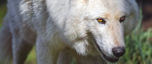 Preview wallpaper polar wolf, wolf, predator, movement, animal