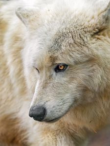 Preview wallpaper polar wolf, wolf, predator, head