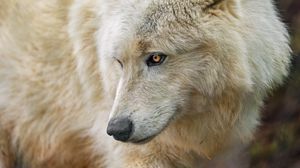 Preview wallpaper polar wolf, wolf, predator, head