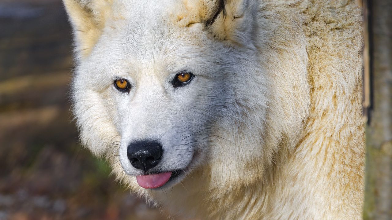 Wallpaper polar wolf, wolf, protruding tongue, predator, animal, white