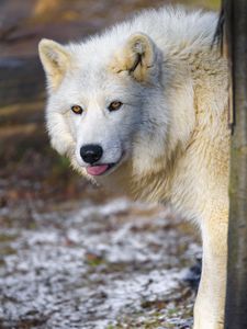 Preview wallpaper polar wolf, wolf, protruding tongue, predator, animal, white