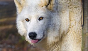 Preview wallpaper polar wolf, wolf, protruding tongue, predator, animal, white