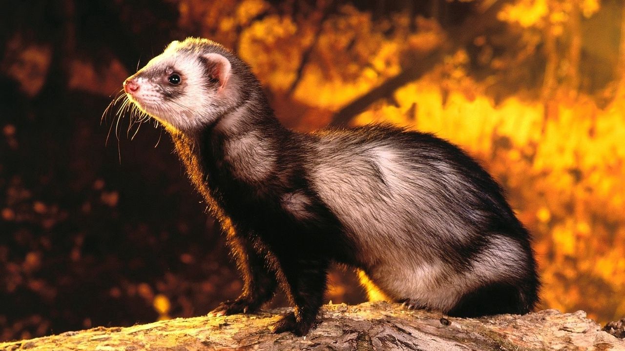 Wallpaper polecat, mongoose, nature, opinion, hunting