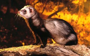Preview wallpaper polecat, mongoose, nature, opinion, hunting