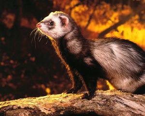 Preview wallpaper polecat, mongoose, nature, opinion, hunting