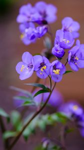 Preview wallpaper polemonium, flowers, petals, blue