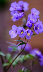 Preview wallpaper polemonium, flowers, petals, blue