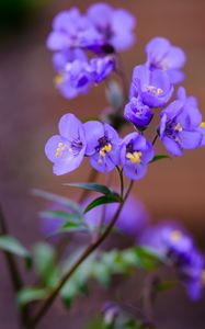 Preview wallpaper polemonium, flowers, petals, blue