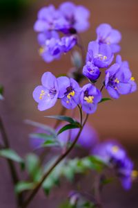 Preview wallpaper polemonium, flowers, petals, blue