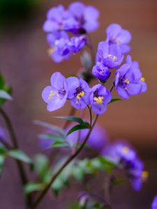 Preview wallpaper polemonium, flowers, petals, blue