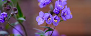 Preview wallpaper polemonium, flowers, petals, blue