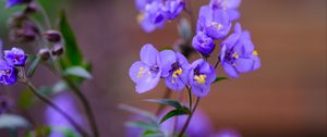 Preview wallpaper polemonium, flowers, petals, blue