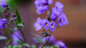 Preview wallpaper polemonium, flowers, petals, blue