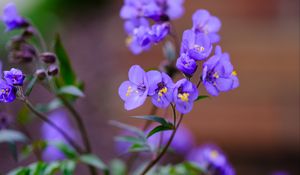 Preview wallpaper polemonium, flowers, petals, blue