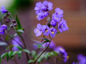 Preview wallpaper polemonium, flowers, petals, blue