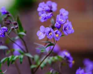 Preview wallpaper polemonium, flowers, petals, blue