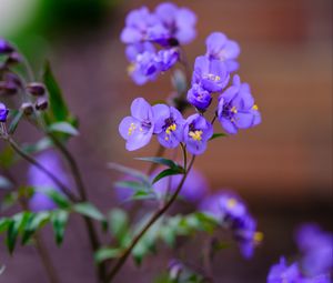 Preview wallpaper polemonium, flowers, petals, blue