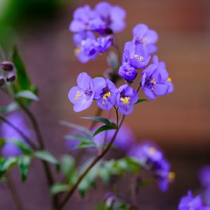 Preview wallpaper polemonium, flowers, petals, blue