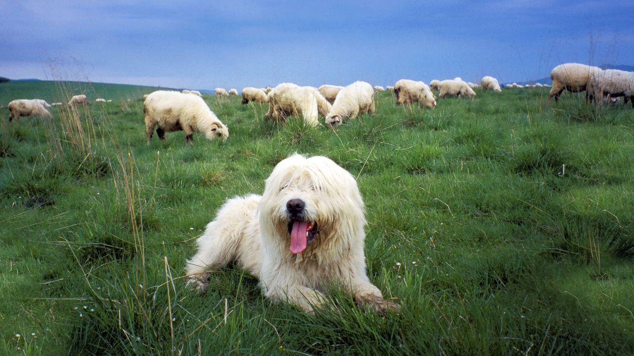 Wallpaper polish lowland sheepdog, herd, herder, grass
