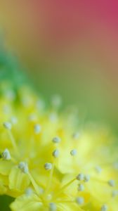 Preview wallpaper pollen, flower, blur, macro