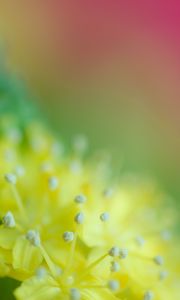 Preview wallpaper pollen, flower, blur, macro