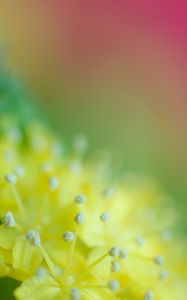 Preview wallpaper pollen, flower, blur, macro