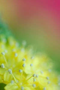 Preview wallpaper pollen, flower, blur, macro