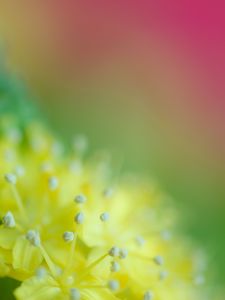 Preview wallpaper pollen, flower, blur, macro