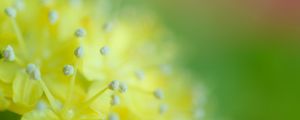 Preview wallpaper pollen, flower, blur, macro