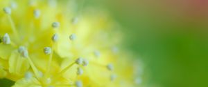 Preview wallpaper pollen, flower, blur, macro