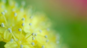 Preview wallpaper pollen, flower, blur, macro