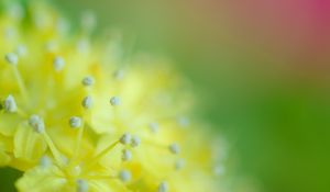 Preview wallpaper pollen, flower, blur, macro