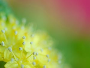 Preview wallpaper pollen, flower, blur, macro