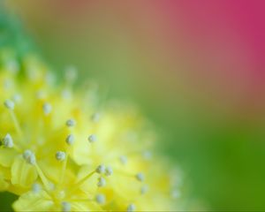 Preview wallpaper pollen, flower, blur, macro