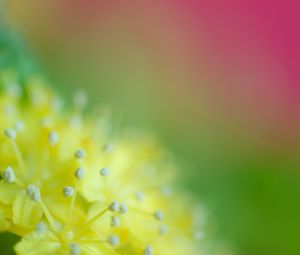 Preview wallpaper pollen, flower, blur, macro